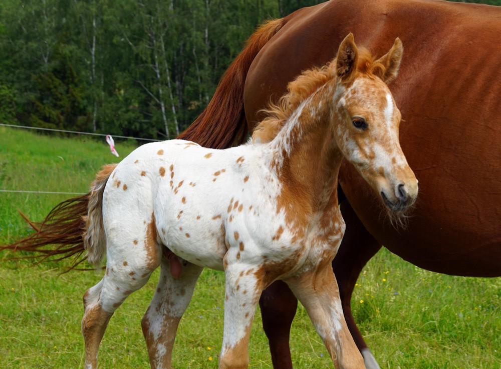 Appaloosa Foals For Sale